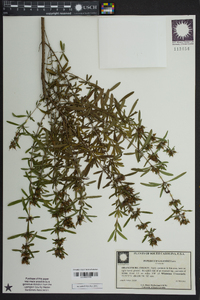 Hypericum galioides image