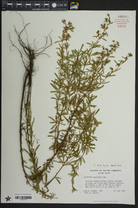 Hypericum galioides image