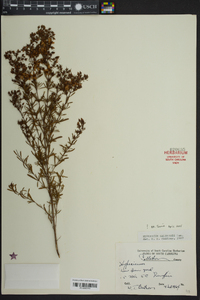 Hypericum galioides image