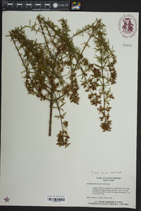 Hypericum galioides image