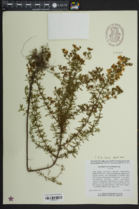 Hypericum galioides image