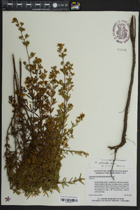 Hypericum galioides image