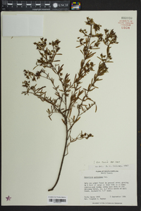 Hypericum galioides image