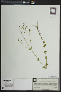 Hypericum gymnanthum image