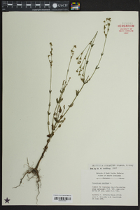 Hypericum gymnanthum image