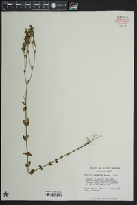 Hypericum gymnanthum image