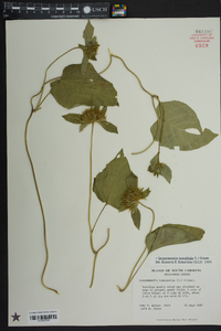 Jacquemontia tamnifolia image