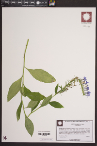 Lobelia amoena image