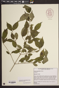 Cornus asperifolia image