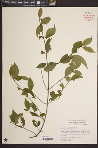 Cornus asperifolia image