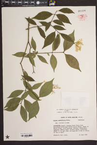 Cornus asperifolia image