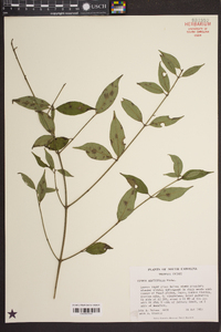 Cornus asperifolia image