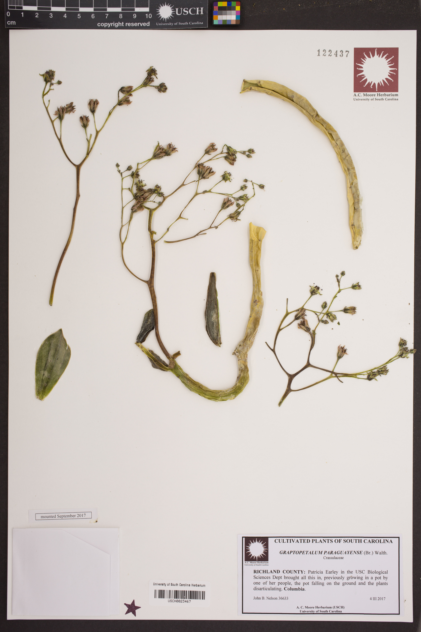 Graptopetalum paraguayense image