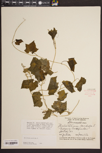 Melothria pendula image