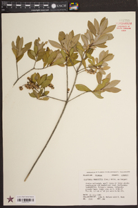 Cliftonia monophylla image