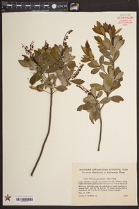 Cliftonia monophylla image