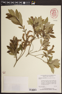 Cliftonia monophylla image