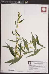 Solidago curtisii image