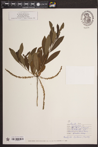 Cyrilla racemiflora image