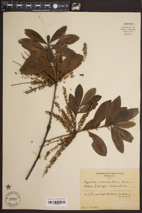 Cyrilla racemiflora image