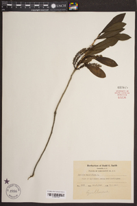 Cyrilla racemiflora image