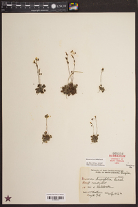 Drosera brevifolia image