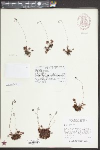 Drosera capillaris image