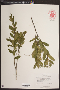 Chamaedaphne calyculata image