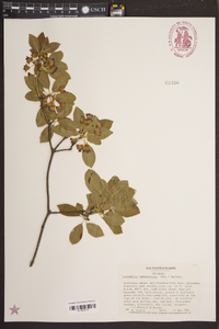 Enkianthus campanulatus image