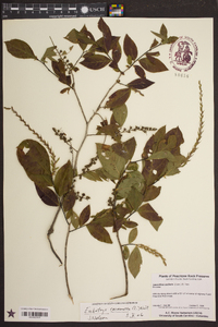 Leucothoe racemosa image