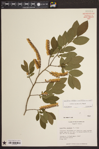 Eubotrys racemosa image