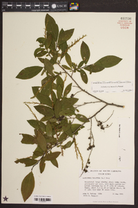 Eubotrys racemosa image