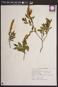 Leucothoe racemosa image
