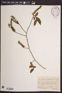 Leucothoe racemosa image