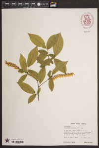 Leucothoe racemosa image