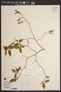 Leucothoe racemosa image