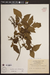 Leucothoe recurva image