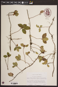 Gaultheria procumbens image