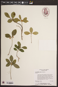 Gaultheria procumbens image