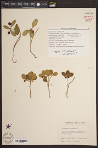 Gaultheria procumbens image