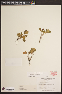 Gaultheria procumbens image