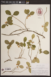 Gaultheria procumbens image