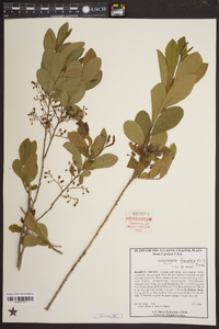 Gaylussacia frondosa image