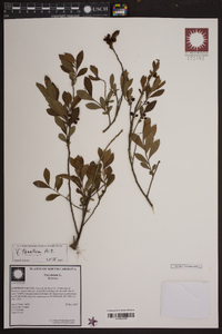 Vaccinium tenellum image