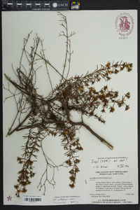 Hypericum nitidum image