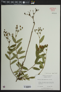 Hypericum nudiflorum image