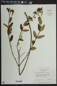 Hypericum nudiflorum image