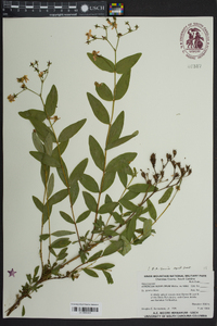 Hypericum nudiflorum image