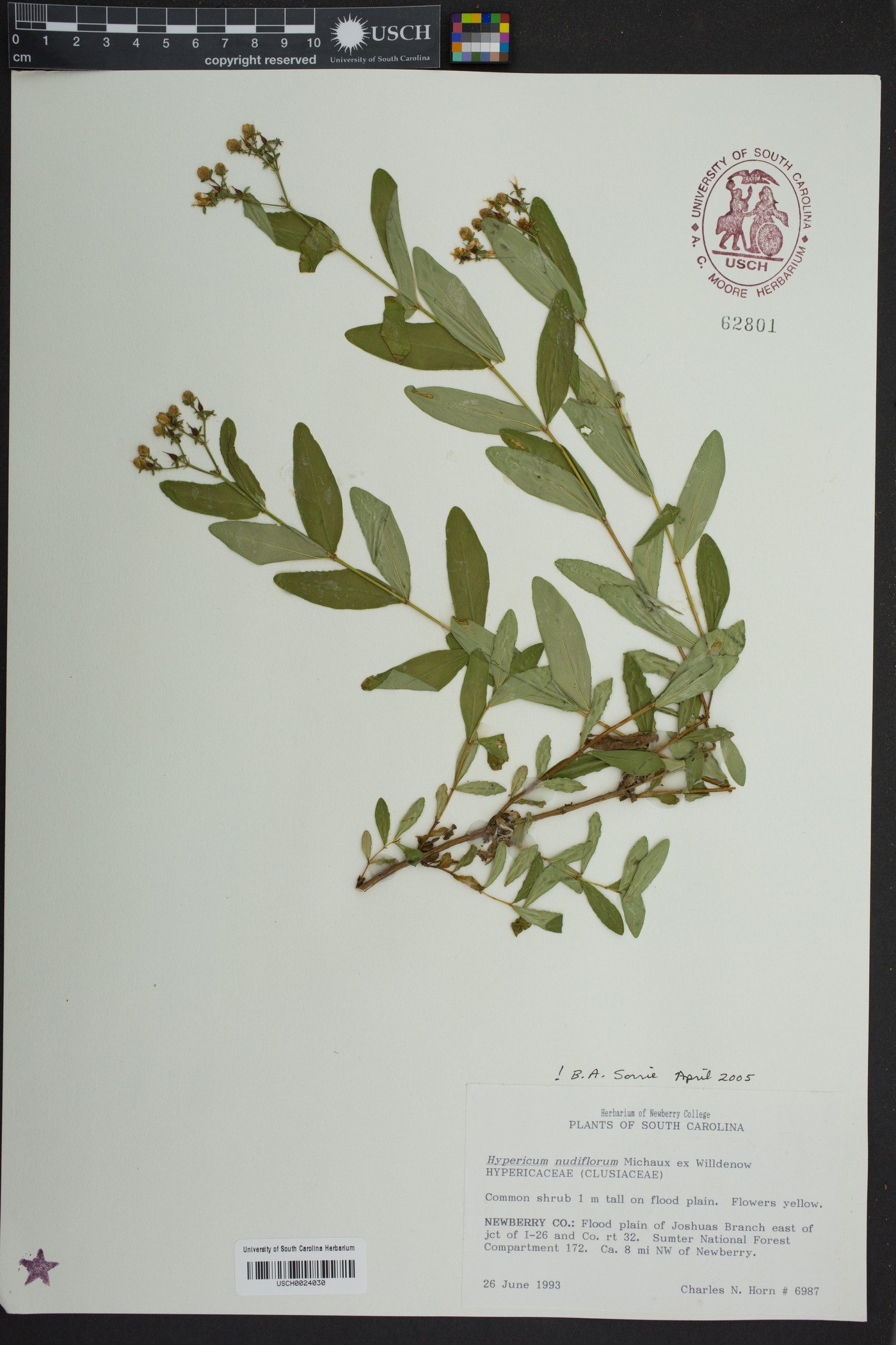 Hypericum nudiflorum image