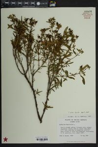 Hypericum prolificum image